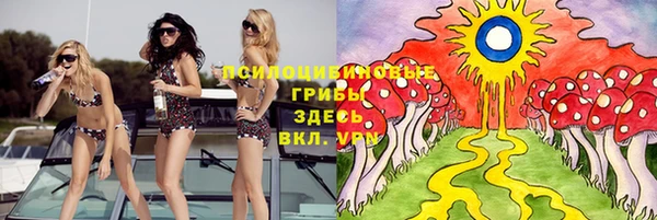 шишки Верея