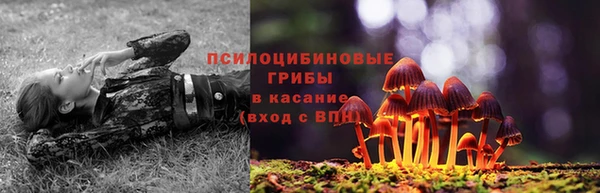 шишки Верея